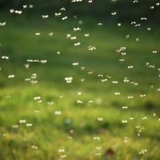 Reclaim Your Backyard With Professional Mosquito Control thumbnail