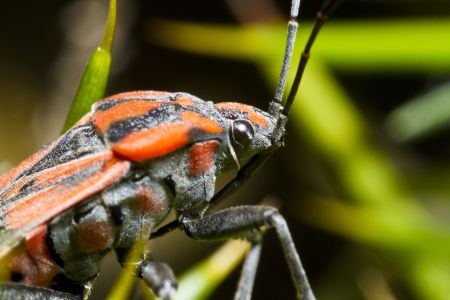 Bath pest control