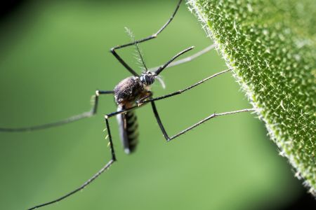 Gardiner pest control