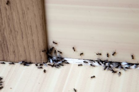 Ant control