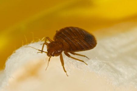 Bedbug control