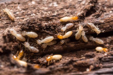 Termite control