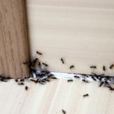 Ant Control thumbnail