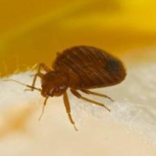 Bedbug Control thumbnail