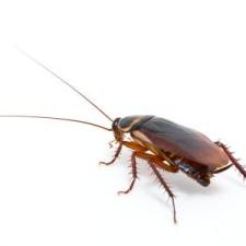 Cockroach Control thumbnail