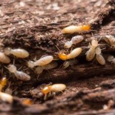 Termite Control thumbnail