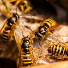 Wasp & Hornet Control thumbnail